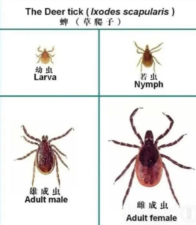 追随梅西的脚步:莱万多夫斯基与美职联球队正式达成协议